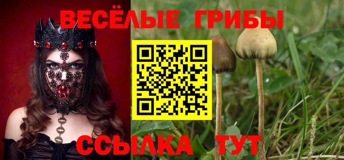 Псилоцибиновые грибы Psilocybe Новочебоксарск